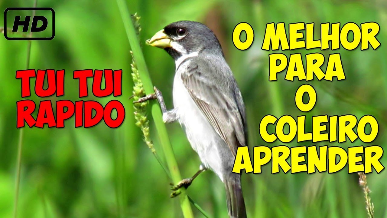 TUI TUI RÁPIDO   TREINAMENTO (Rápido,Torneio,Encarte)