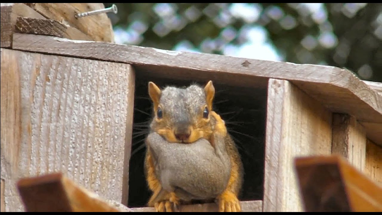 CUTE! Momma squirrel moves her babies