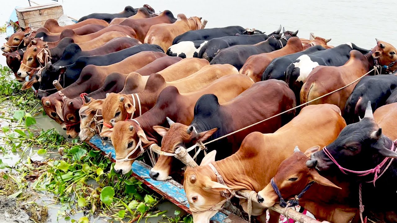 cow unloading, cow videos, cow video, big cow, goru hamba cow, Ep - 553