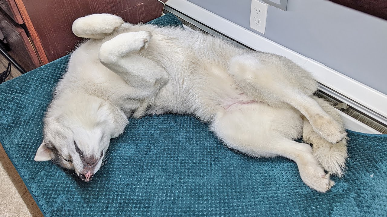 My Husky Tries ANOTHER Bed!