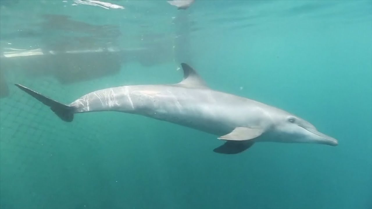 Bali Creates First Sanctuary to Return Captive Dolphins to the Wild