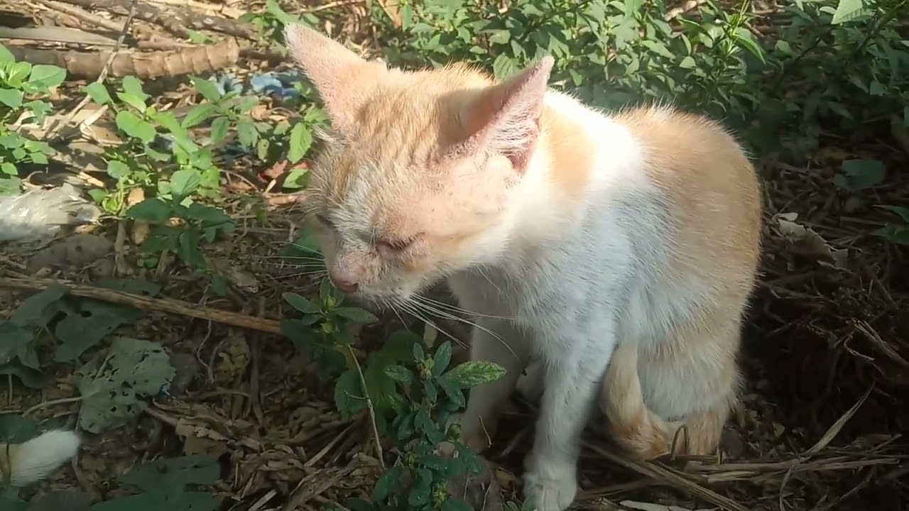 In hot weather cats love to be in the garden