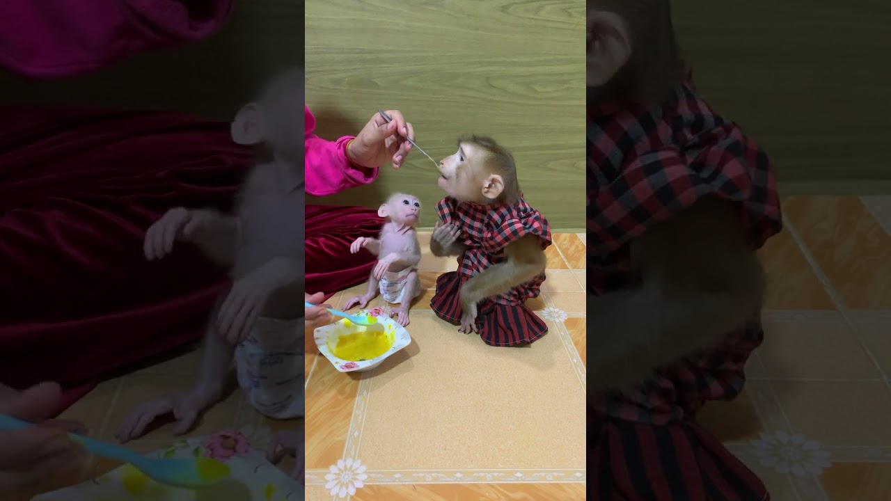 So adorable baby monkey feeling lovely that mummy take care and sharing food to eating delicious