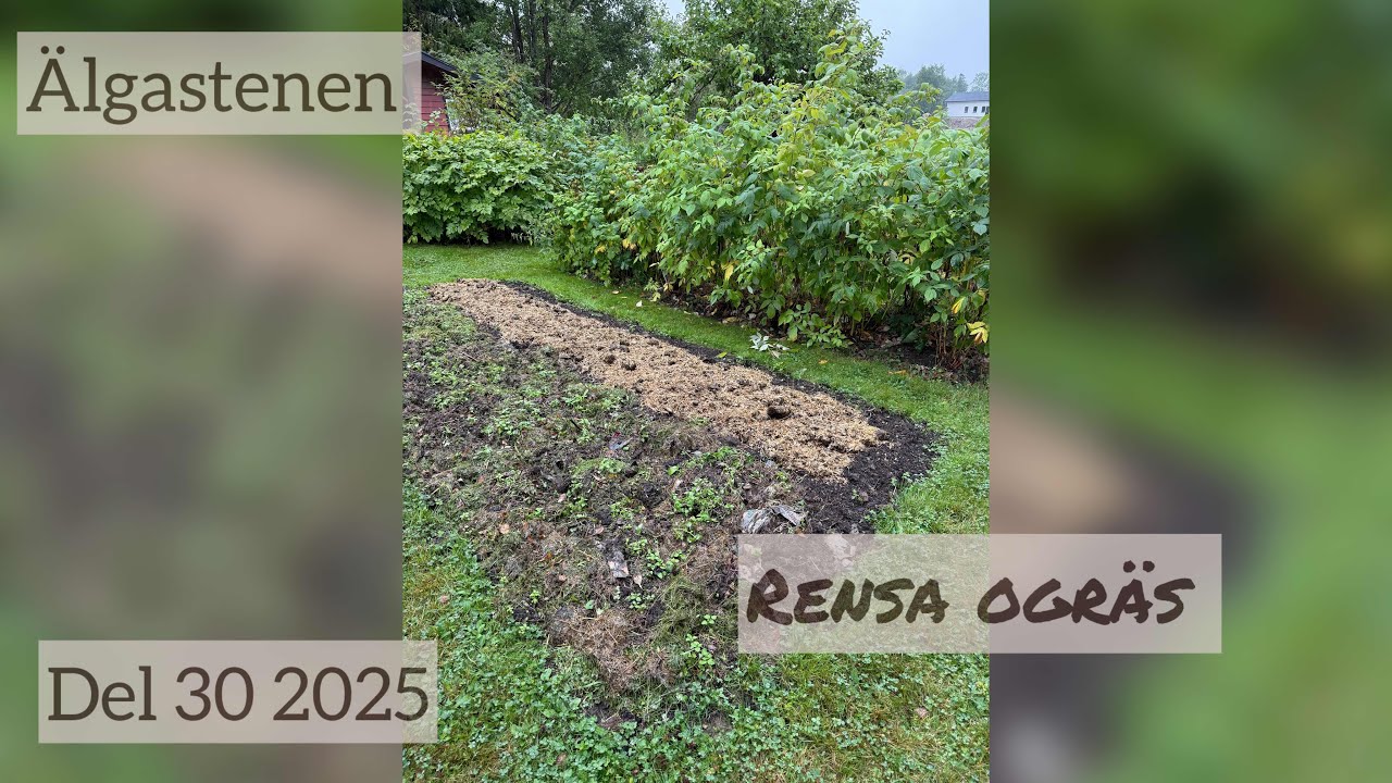 Rensa ogräs