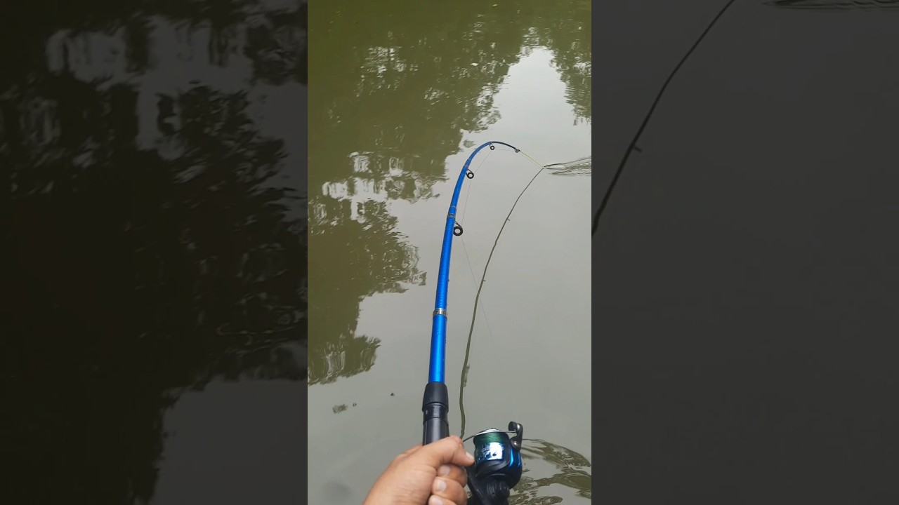 Big Fish Catching 