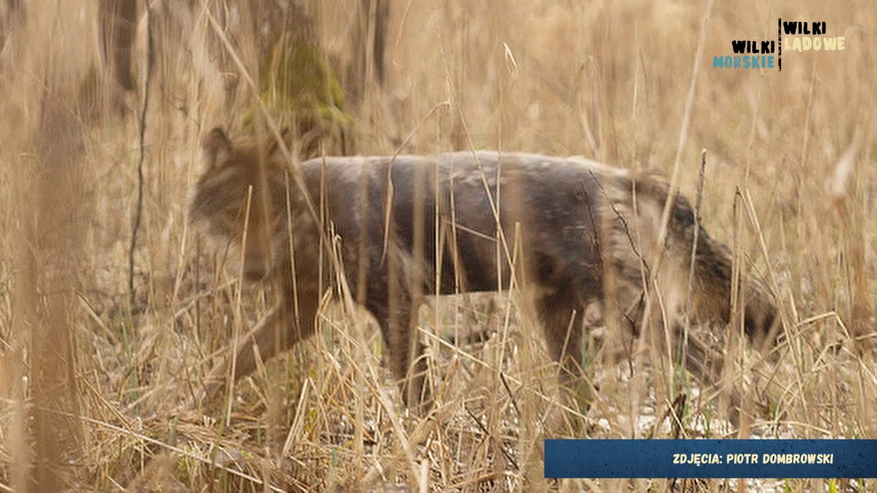 Wilki biebrzańskie
