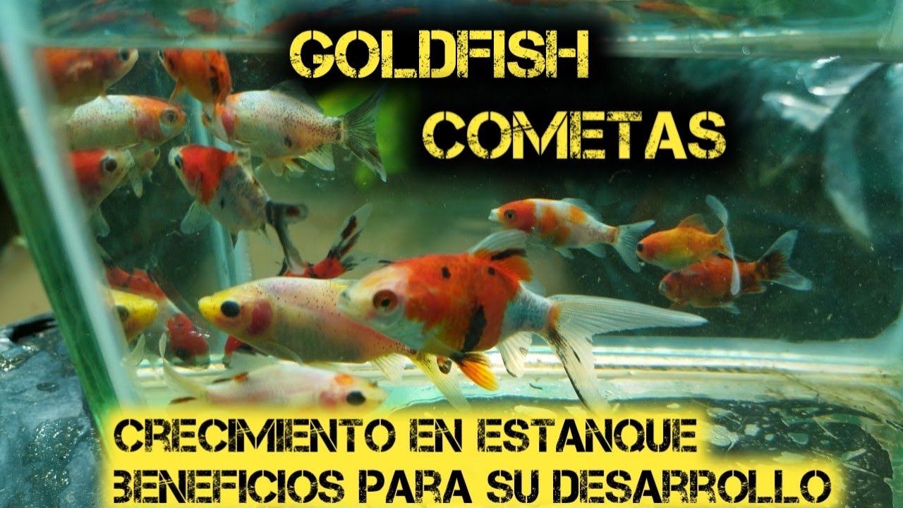 Goldfish Cometas crecimiento en estanque |cambio a estanque más grande 😱