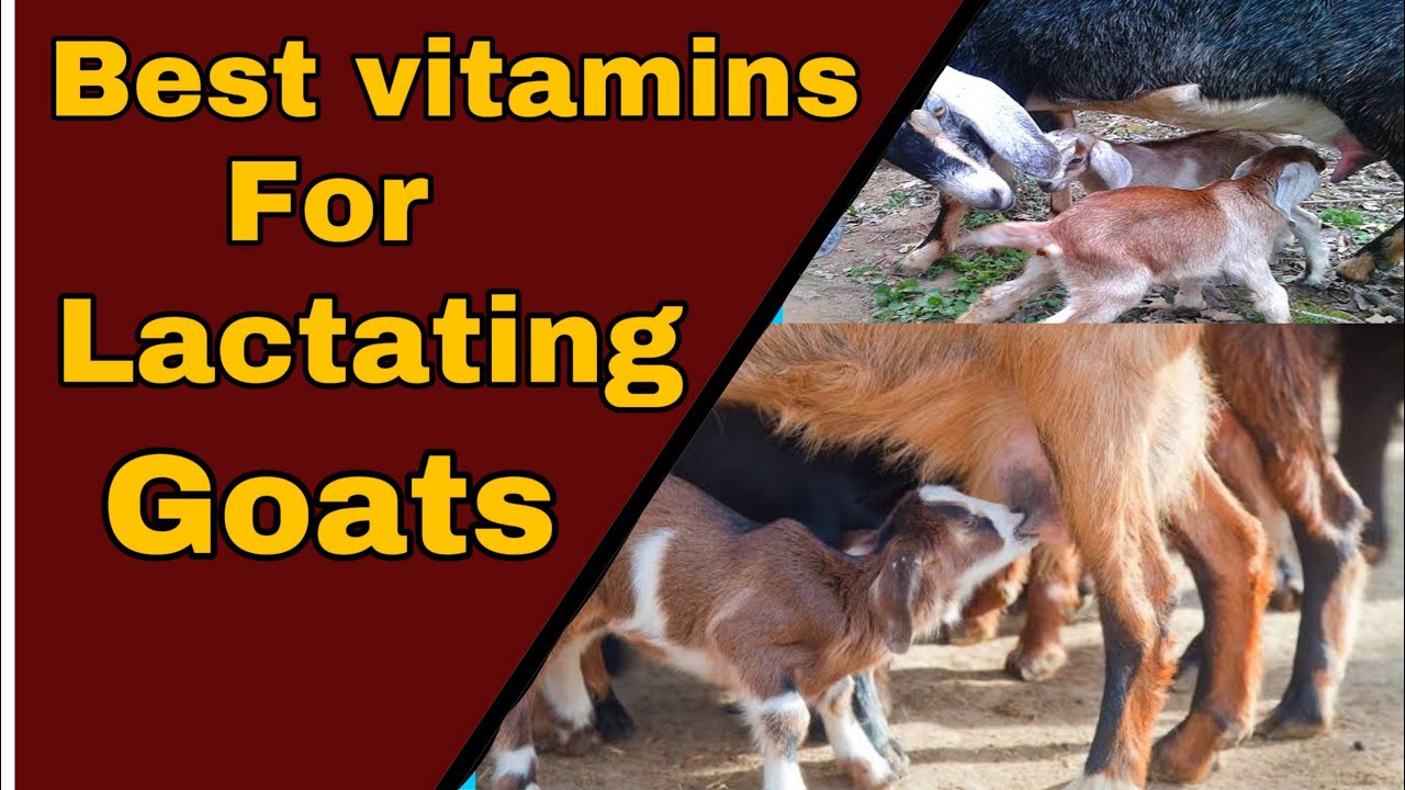 What is the best vitamins for lactating goats.