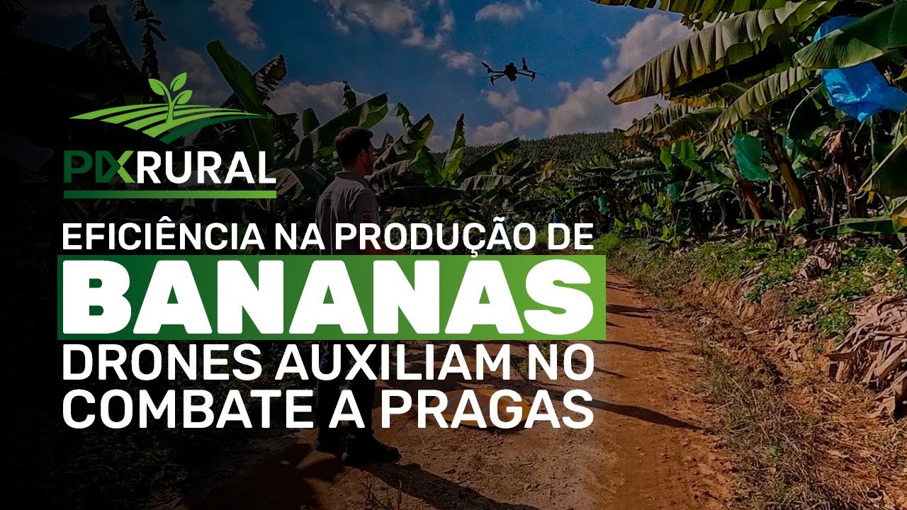 TECNOLOGIA no CAMPO: Produtores de BANANA usam DRONES no cambate à PRAGAS