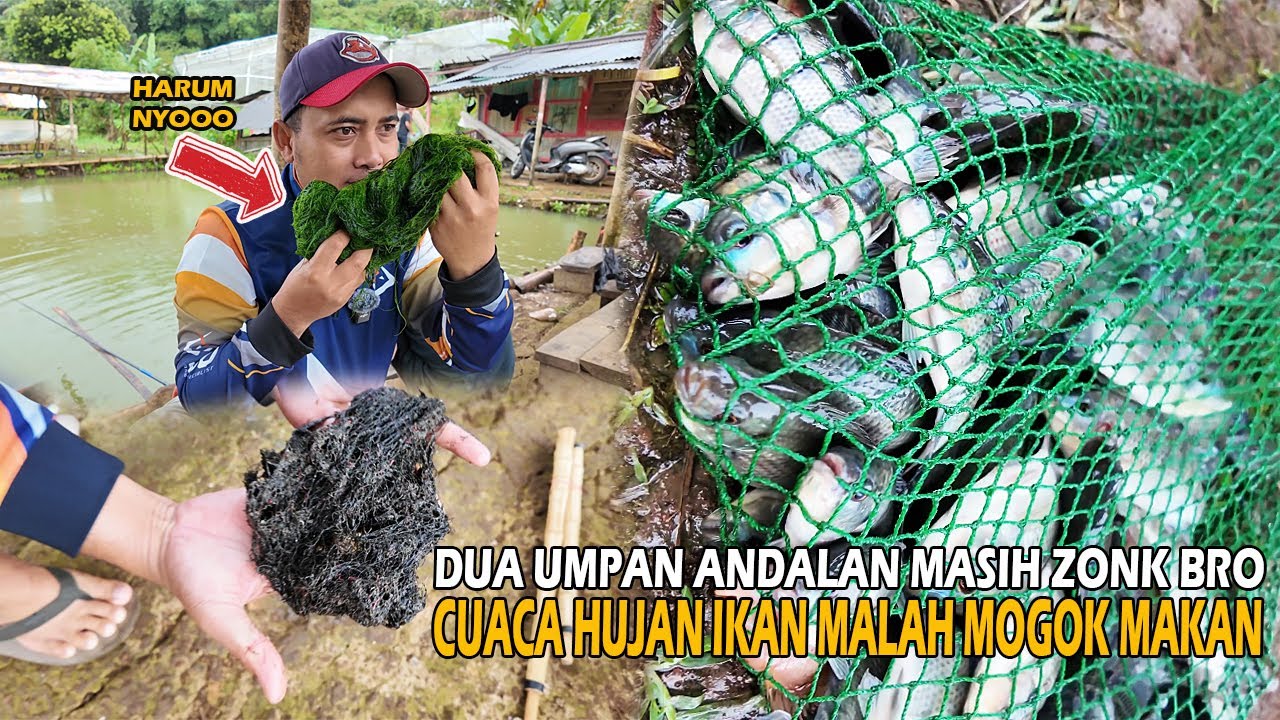 UMPAN TERBAIK MASIH BENJOOOL❗❗FAKTOR ALAM PENGARUH BANGET CUUUY❗❗BALIK CUMA BAWA BABY FISH🤣🤣🤣