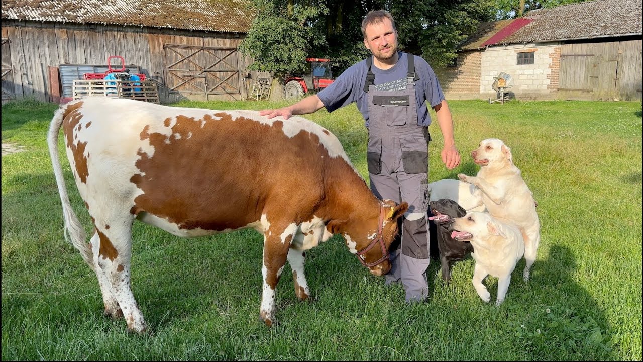 Nowy Hodowca Bydła Białogrzbietego