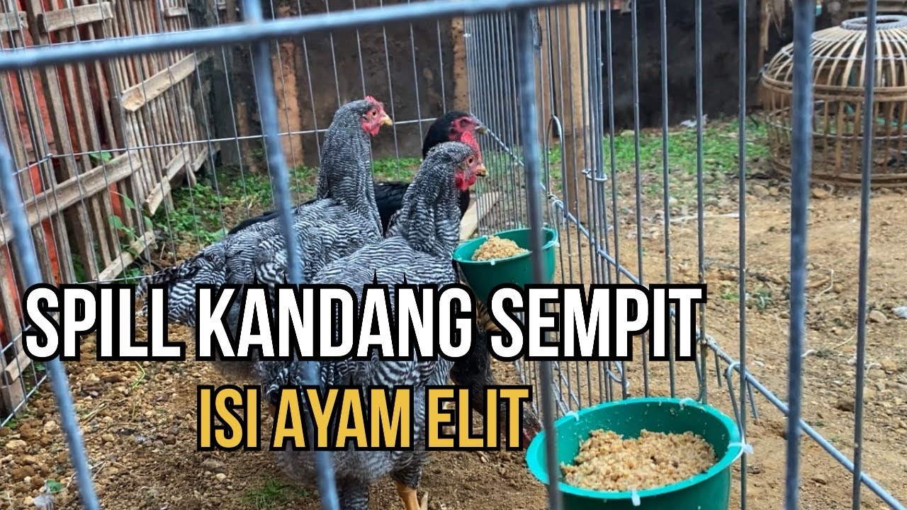SPILL AYAM MATERI SHAMO EROPA DAN INDIO GIGANTE