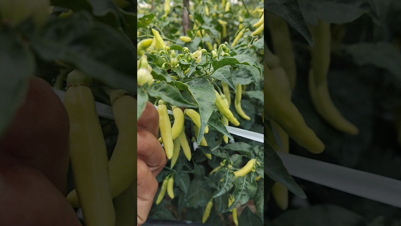 Cabe rawit viral varian terbaru #caberawit #cabe
