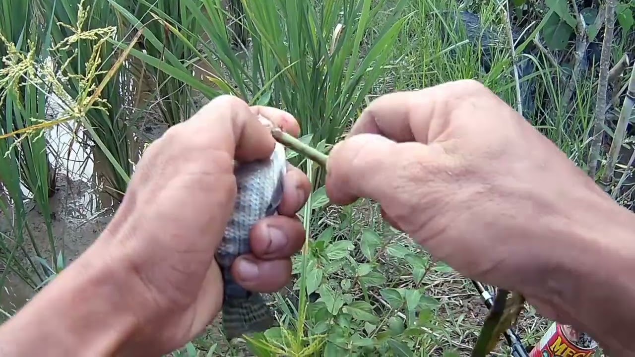 TILAPIA HUNTING