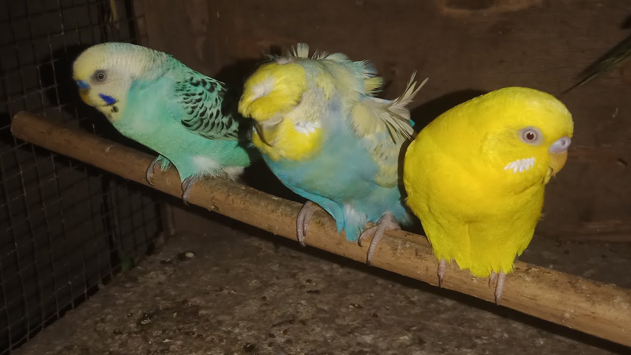 Live 🦜 Rang Birangi Australian Parrots Ka Jadoo