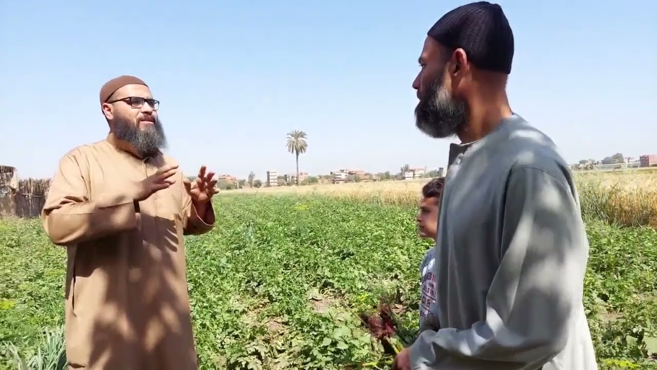 زكاة البطاطس والبطاطا والخضروات والفواكه