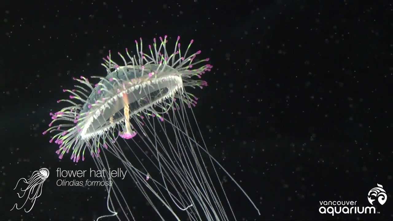 Jellyfish Like a Flower... Hat