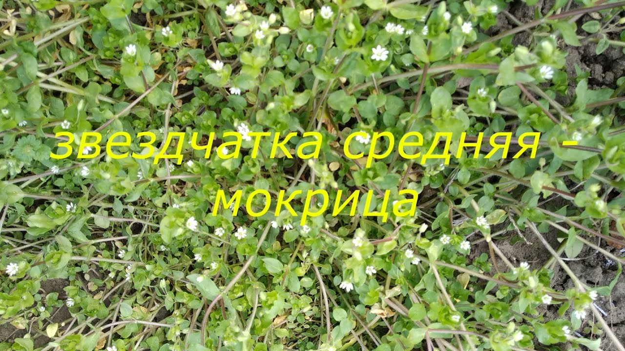 Звездчатка средняя - мокрица