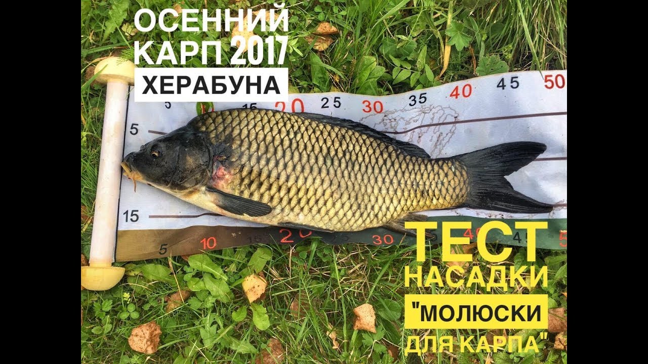 Осенний карп 2017. Тест насадки 