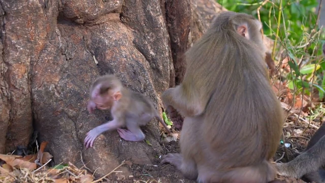 Good times, little monkeys, with care and attention from their mothers