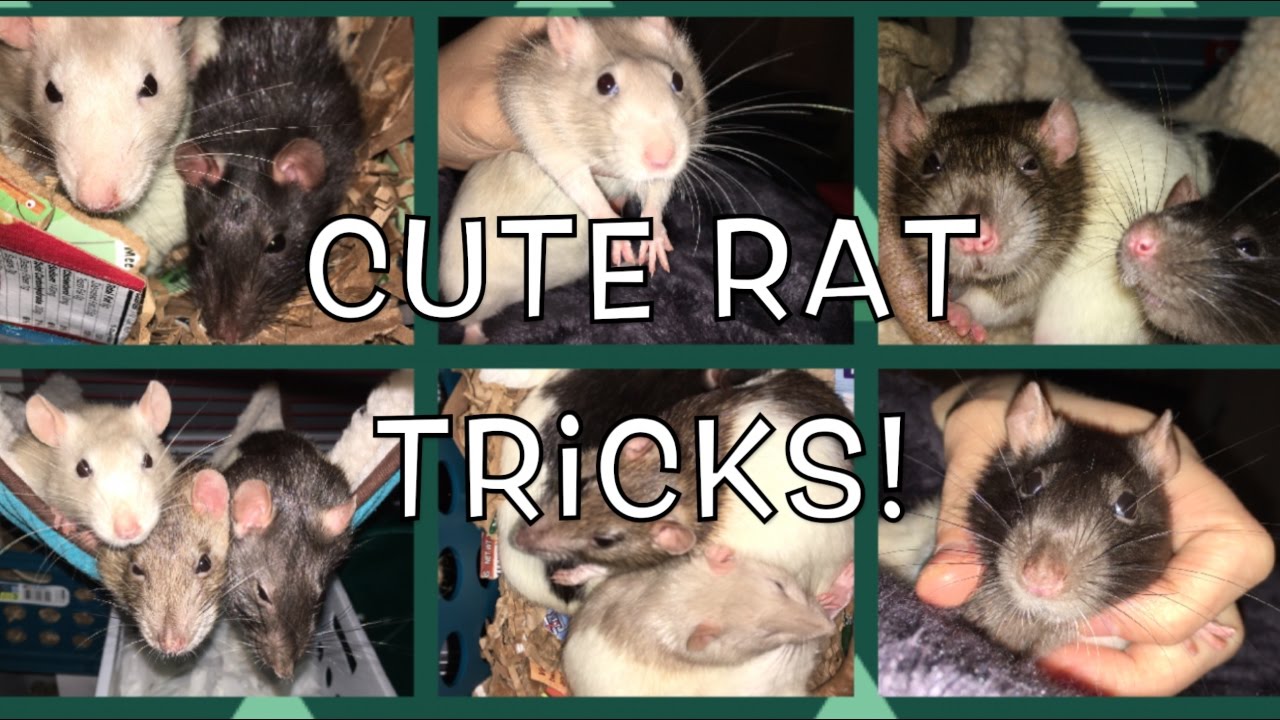 Cute Rat Tricks!