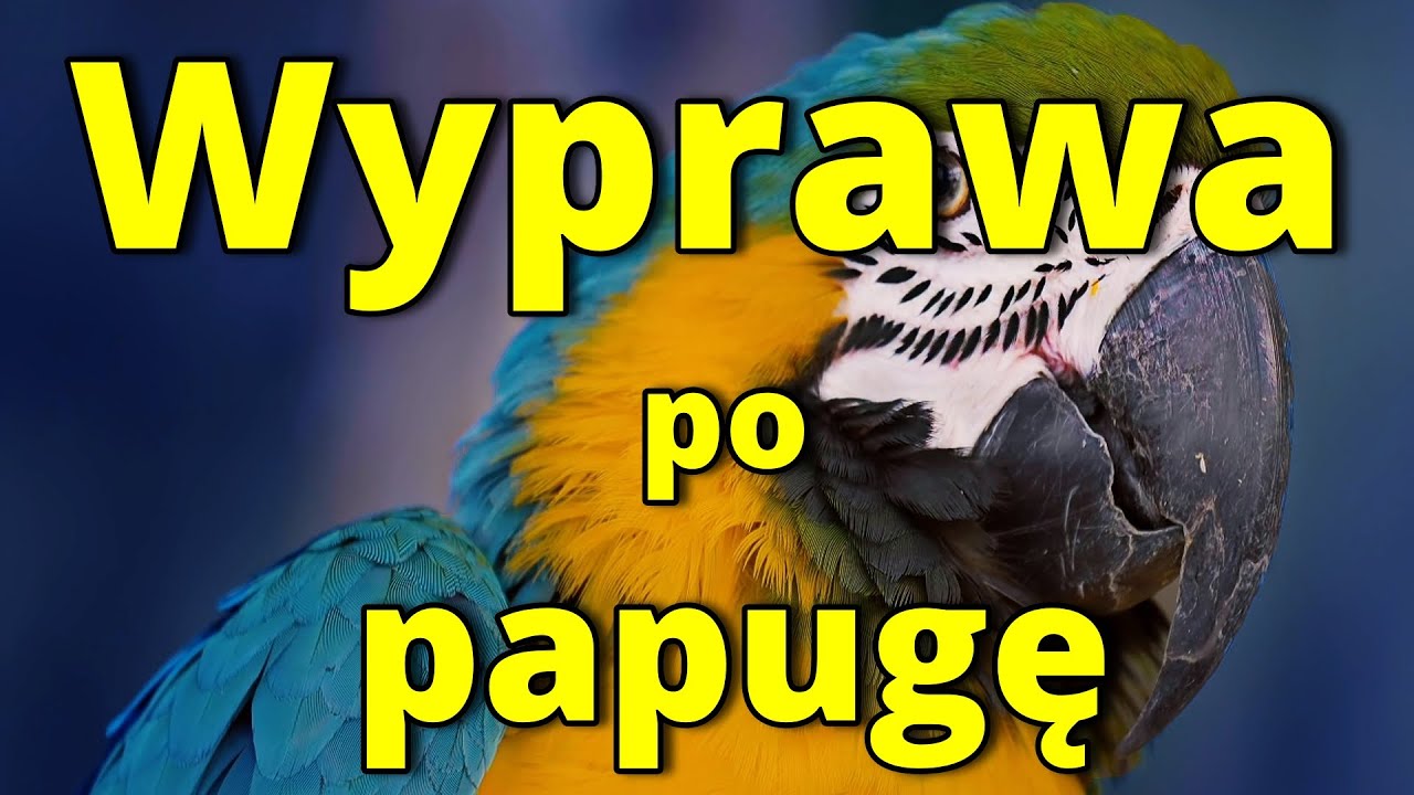 Sklep z papugami z całego świata. R&oacute;żne papugi, gadające, kolorowe, robiące dużo hałasu na sprzedaż.