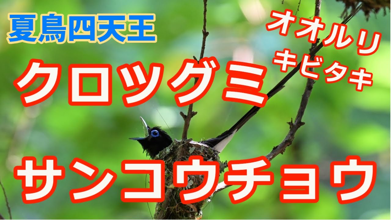 山中湖・八王子城跡  Nikon Z9   夏鳥の王者達！サンコウチョウ・オオルリ・キビタキ・クロツグミとホウジロ・カワラヒワ・カワセミ・コブハクチョウも。夏の風物詩をご覧下さい！