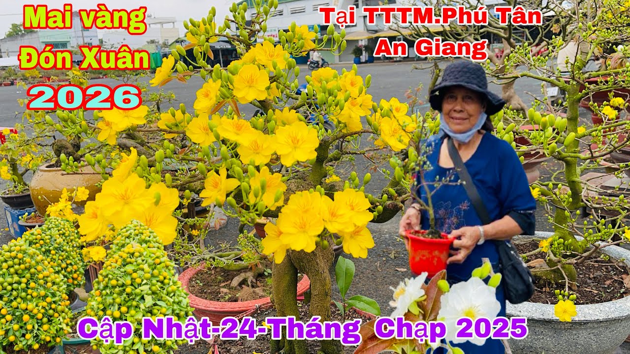 Sốc Với Cây Mai 30 Triệu Ở Chợ Hoa Xuân,Hoa Rực Rỡ – Khách Mua Tấp Nập Ngày Cận Tết!