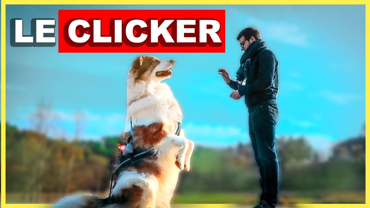 Eduquer son chien trois fois plus rapidement - LE CLICKER