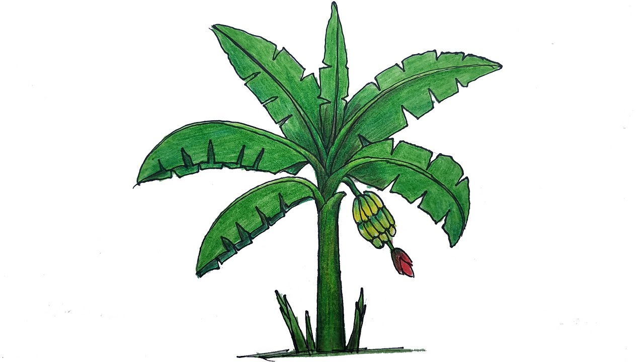 How to Draw Banana Tree  Step by Step (Very Easy)