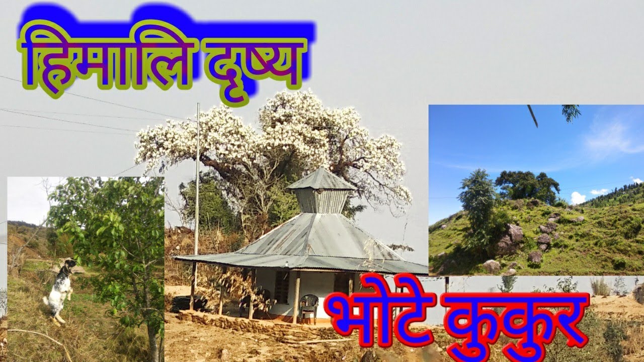 हिमालि भोटे कुकुर // हिमालि जनजिवन //Karki Binod //KARKIBINOD //
