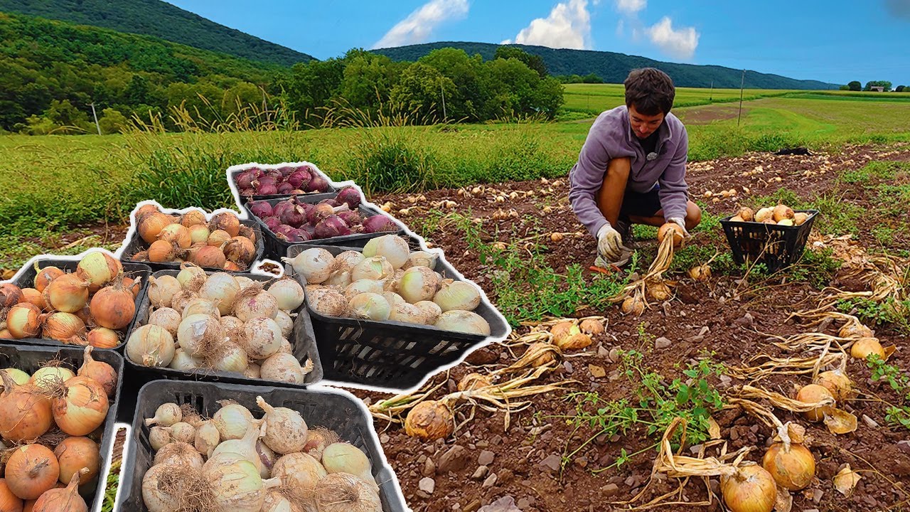 An UNBELIEVABLE Onion Harvest