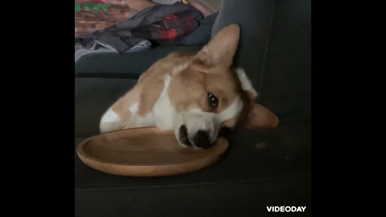 Pepsi is one lazy Corgi!