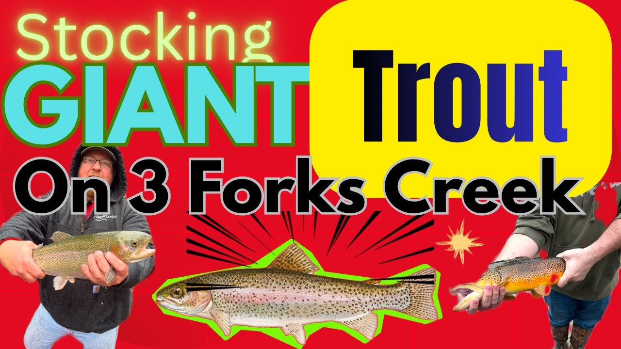 Stocking GIANT TROUT on Three Forks