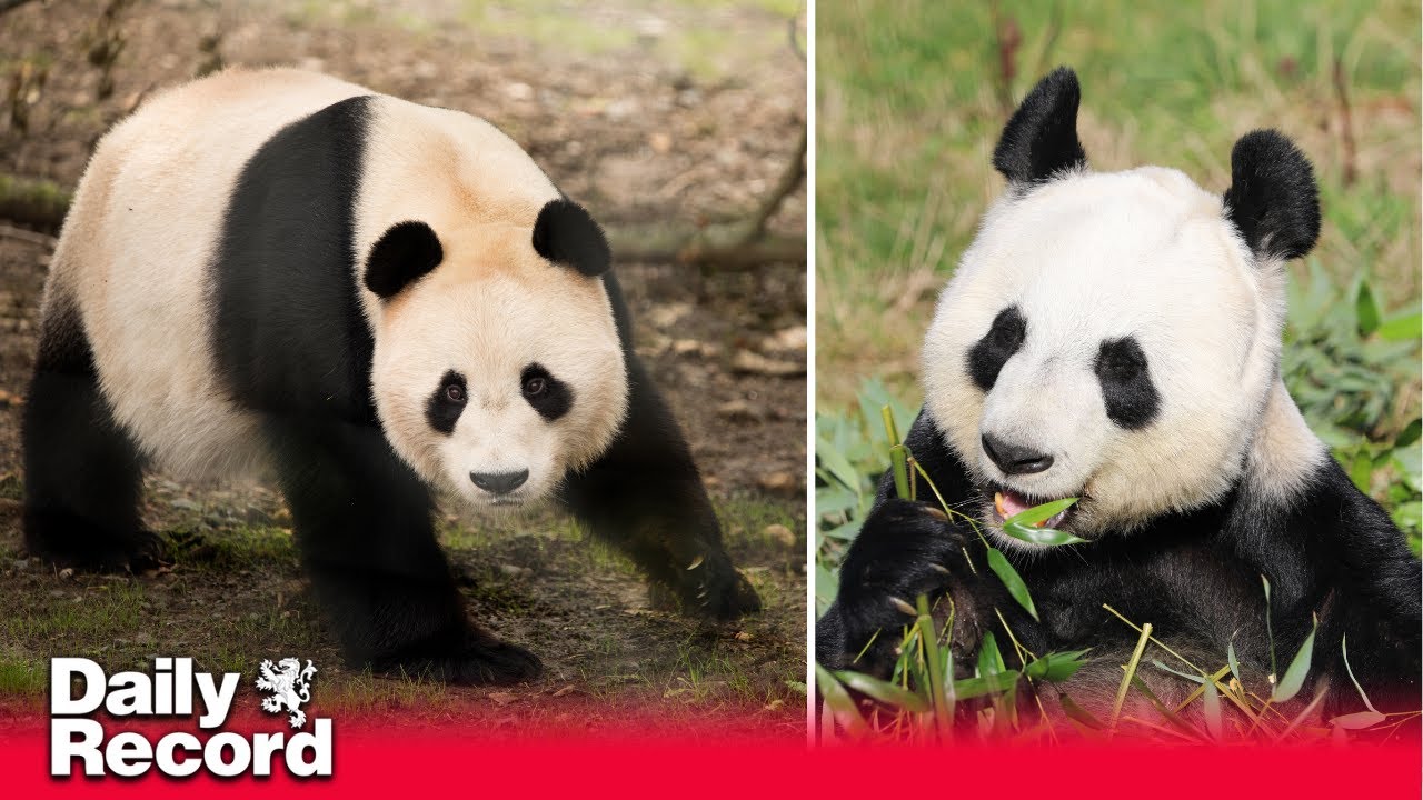 Edinburgh Zoo pandas Yang Guang and Tian Tian to return to China later this year