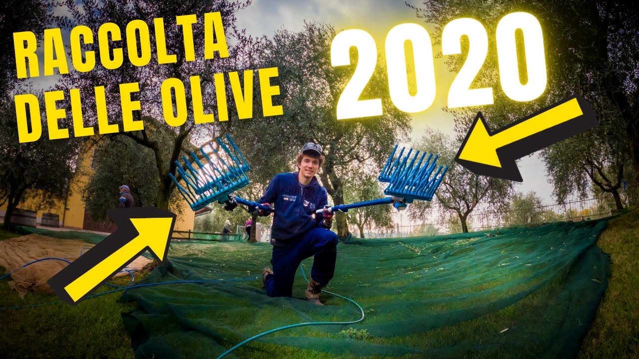 Olive Harvest 2020 | Let's Go! | Philips Country