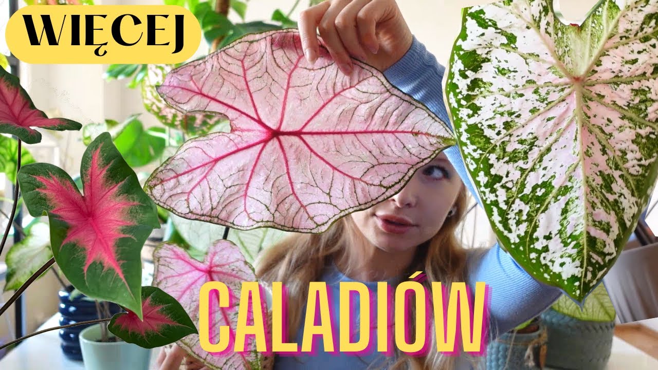 Moja kolekcja CALADIUM część 2 | Kolejne 6 ODMIAN!