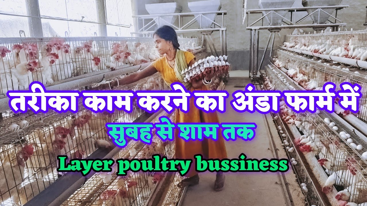 हर रोज कैसे काम करें अपने अंडा फार्म में सुबह से लेकर शाम तक|#layer मुर्गी फार्म #poultry #egg 
