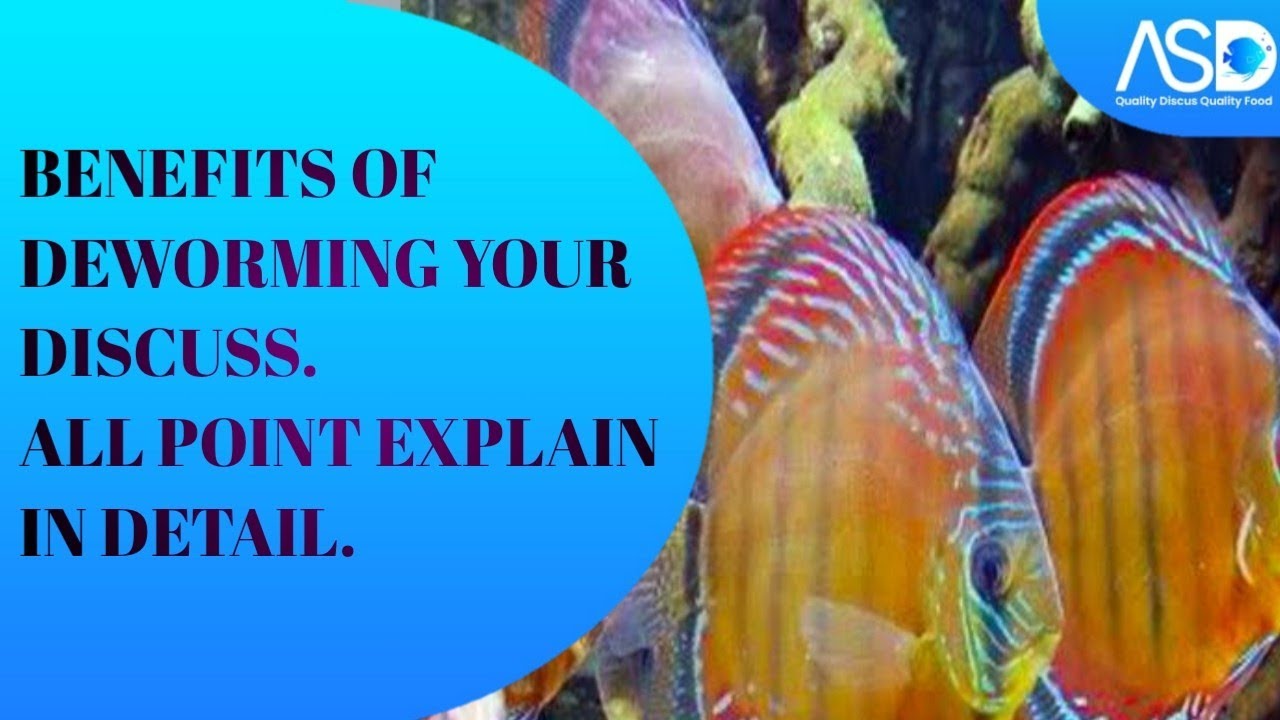 Benefit Of Deworming Your Discuss Fish @ASDFISHWORLD #asddiscusfish #asdfishtreatment