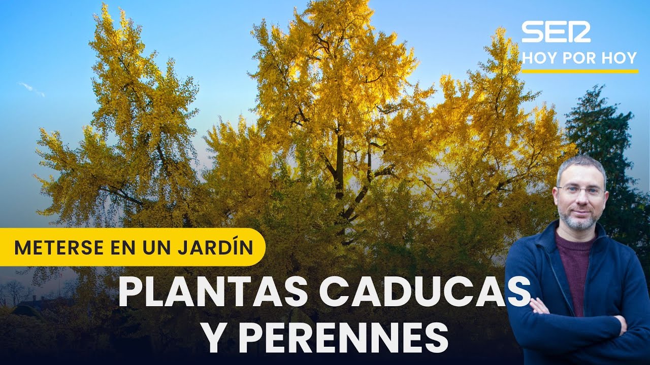 🌳🌲 ¿Por qué caen las hojas?: Plantas de hoja caduca y perenne | Meterse en un jardín, Eduardo Barba