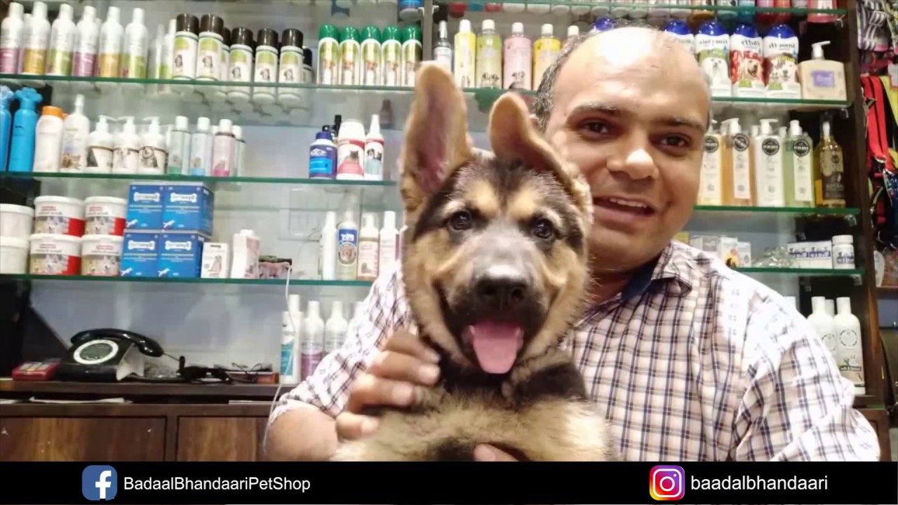 High quality Medium/Double coat German Shepherd? | By Baadal Bhandaari | Pathankot 9878474748