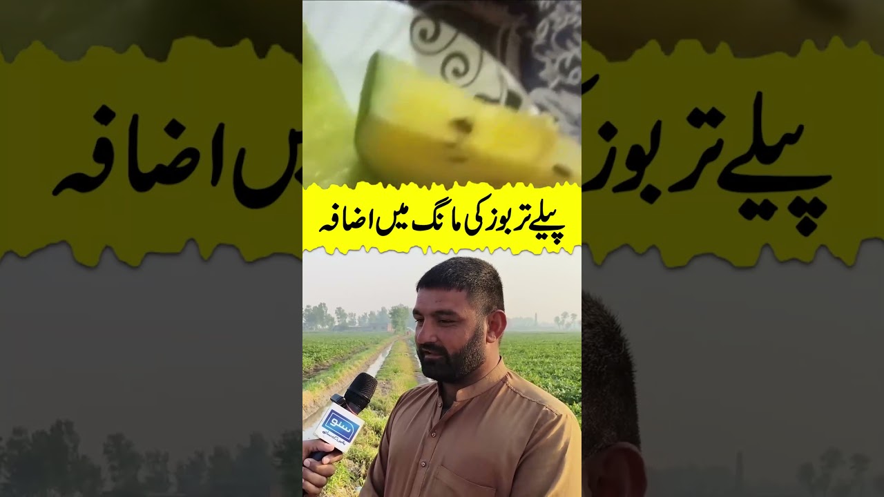 Yellow Tarbuz Ki Mang Mai Izafa #yellowmelon #watermelon #sunonewshd