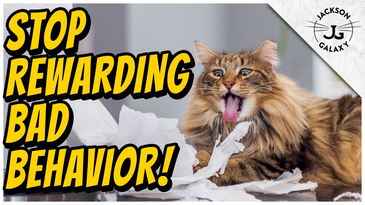 Are you Rewarding Your Cat&rsquo;s Bad Habits?