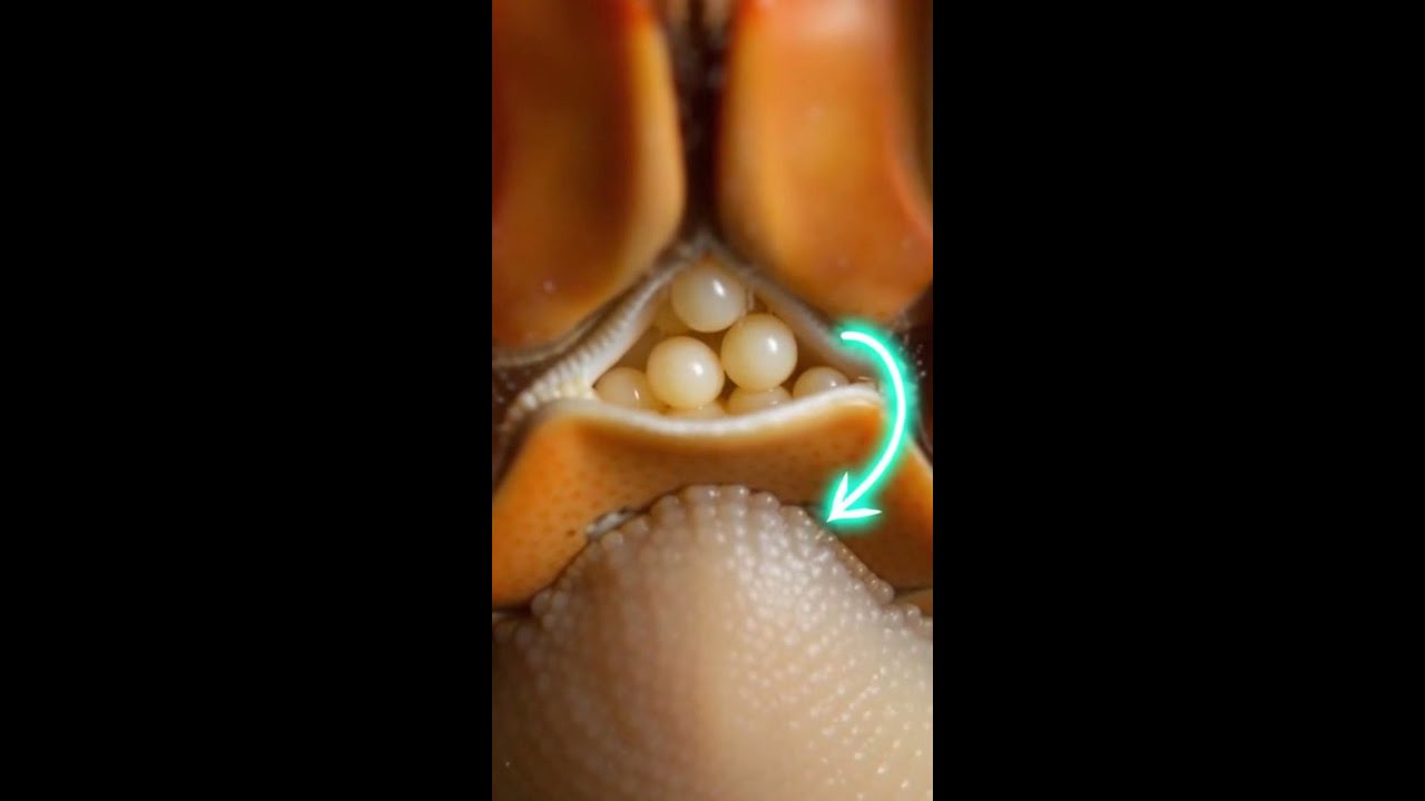 This Barnacle Hijacks Crab Bodies and Makes Them Zombies 