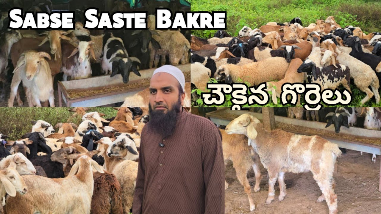 Halal Zibah moinabad par sabse sasta bakra | pure Telangana potla sheep's available in Hyderabad 