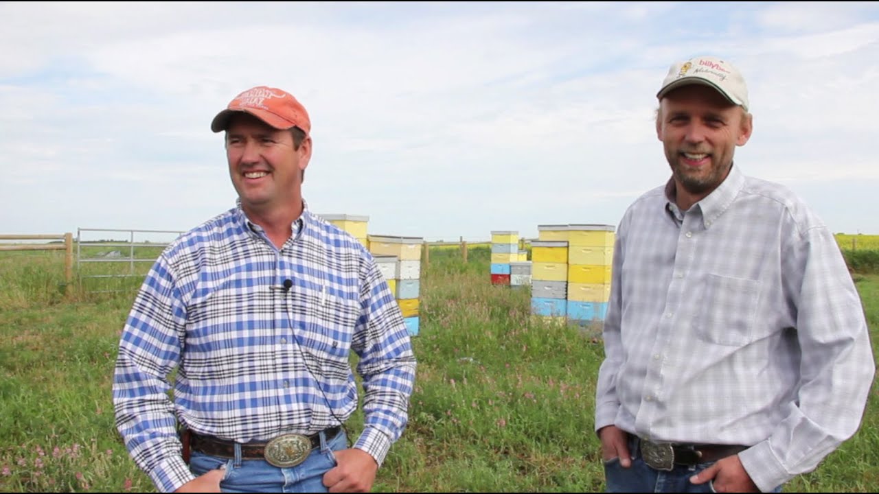 Canola and Bees: Working Together