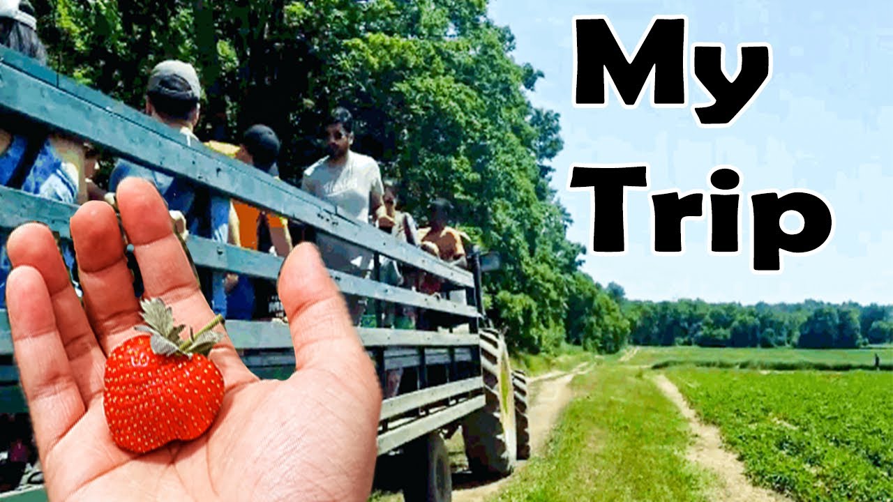 STRAWBERRY Picking in CANADA | Toronto Strawberry | BERRY Picking in FARM
