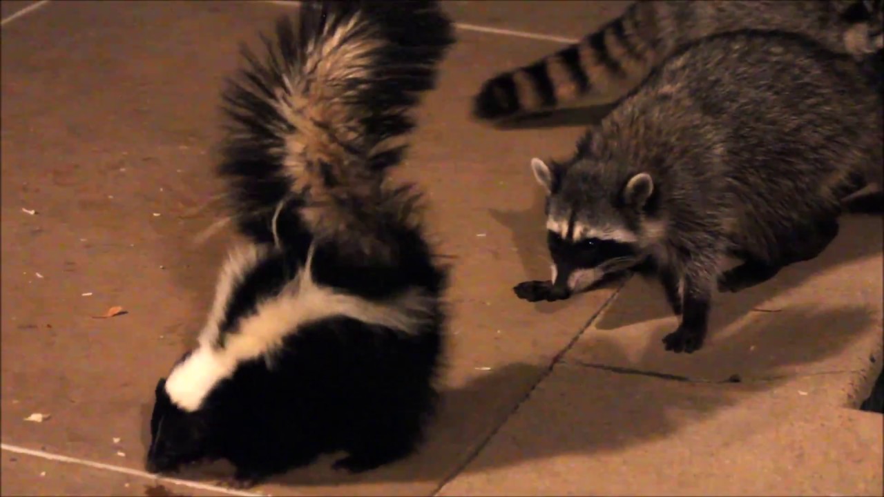 Skunk vs raccoons / Скунс против енотов