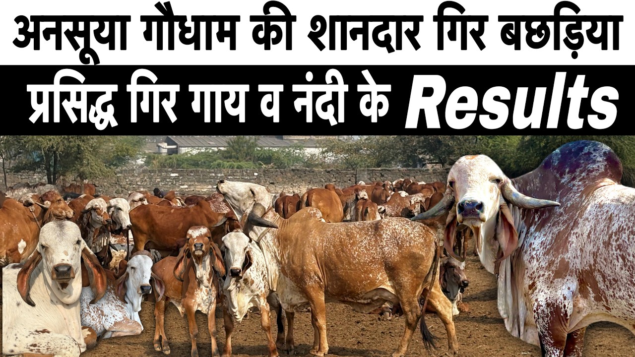 काबरी गिर नस्ल की शानदार बछड़िया 👍 अनसूया गौधाम की गाय व नंदी @farminggeographylive 