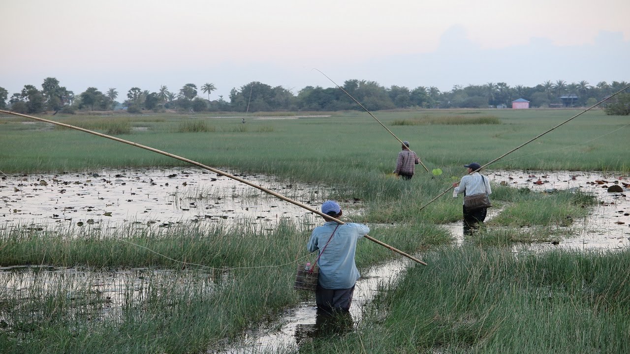 Awesome Traditional fly fishing in Cambodia || បបក់ត្រីដងឬស្សី បែបបុរាណ